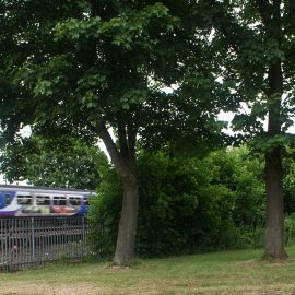 Trees and train